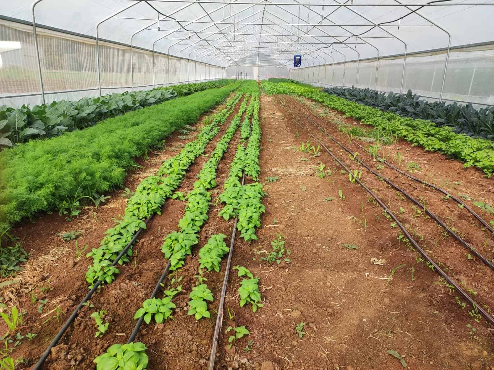 Ruca's Farm - "Shavim" Program