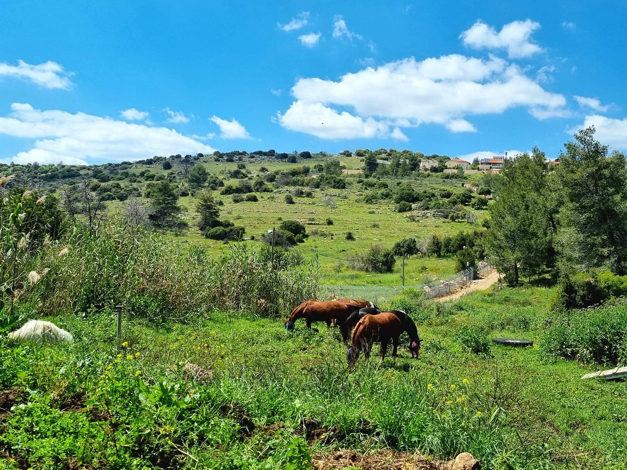 Harei Yehuda Stable